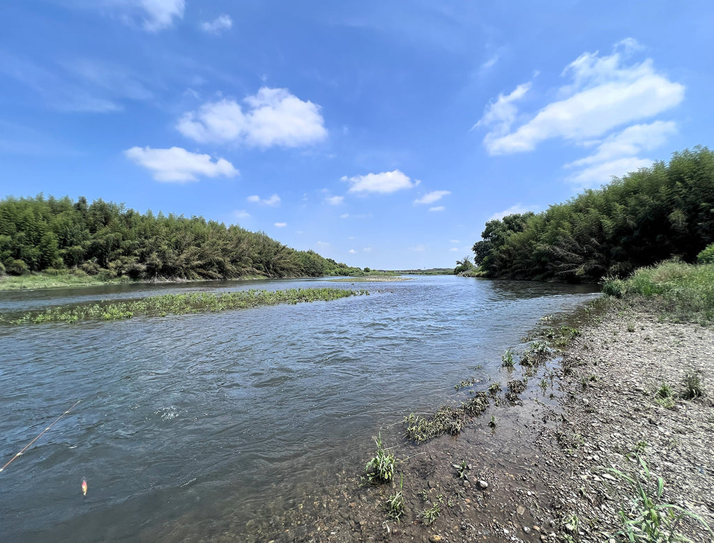 多摩川・那珂川 日本の固有種ニゴイ  ニゴイ釣りの河川