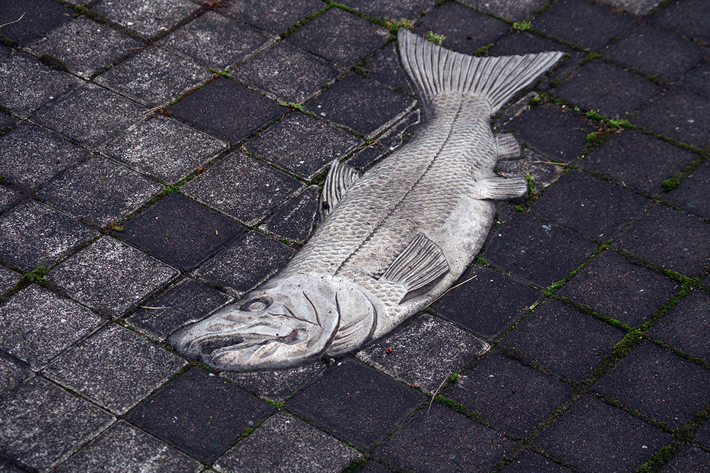 カラフトマスを釣って食べる。