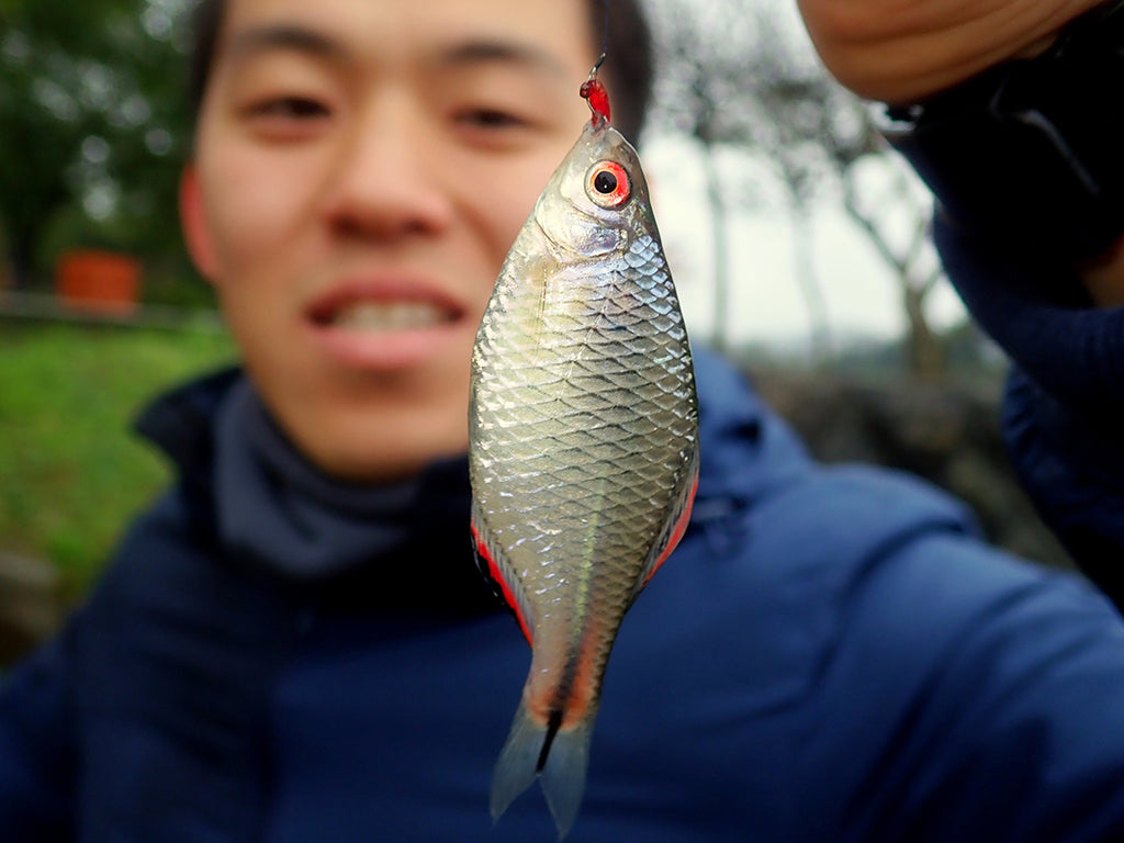 台湾タナゴ 釣り 採集 ポイント 池