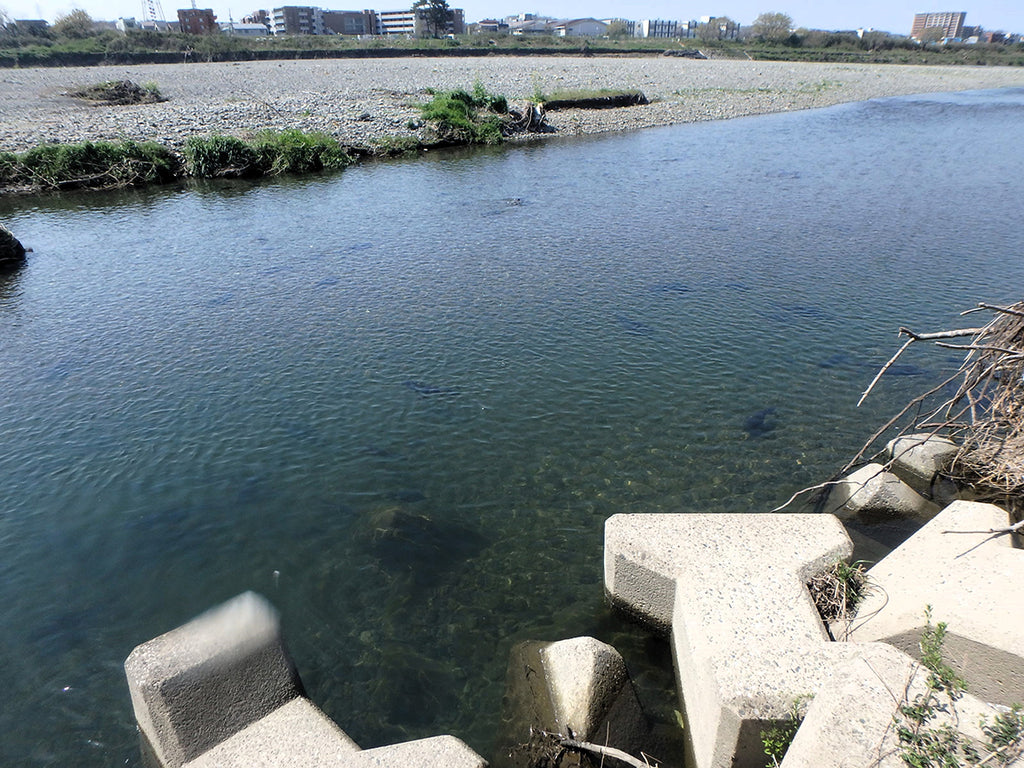 多摩川・那珂川  日本の固有種  ニゴイの生息する中流河川