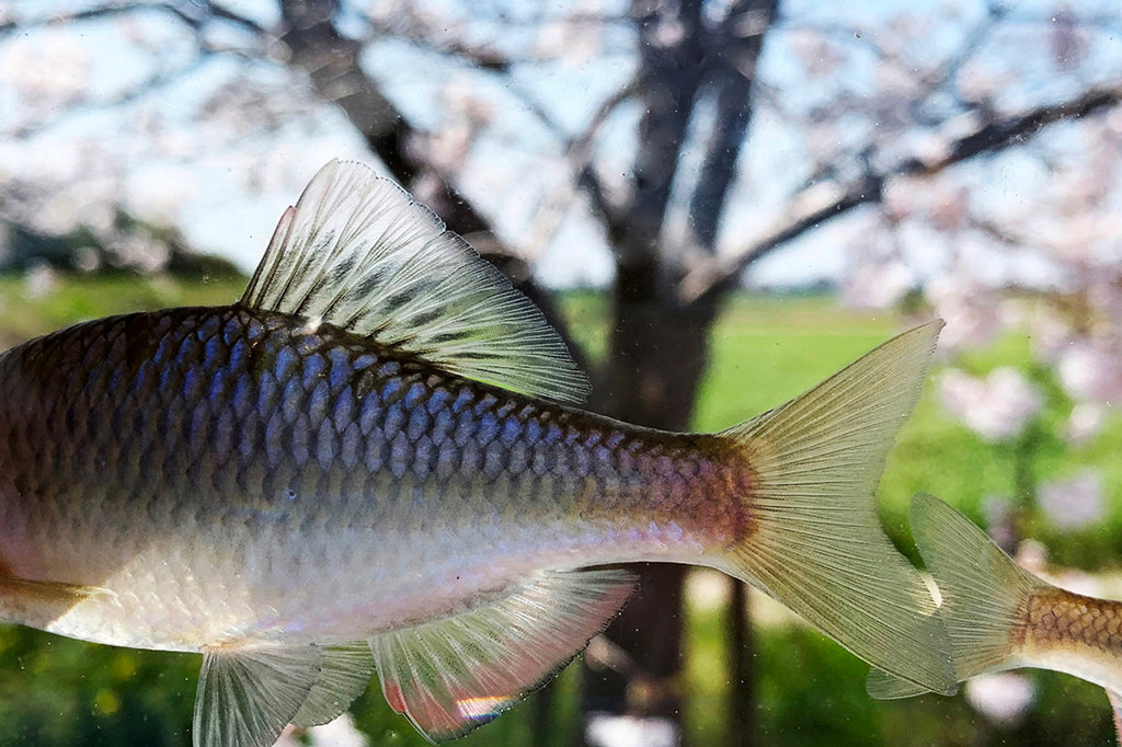 ヤリタナゴを釣ろう。日本のタナゴ在来種。