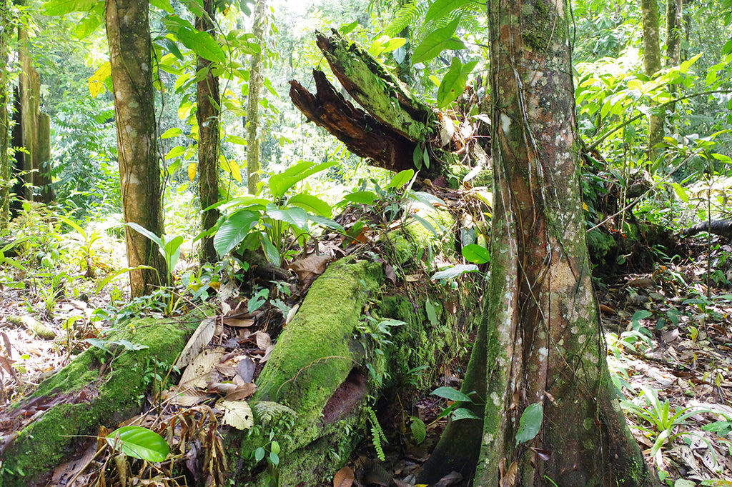 ヘラクレスオオカブト。世界最大のカブトムシをコスタリカのジャングルに探す。