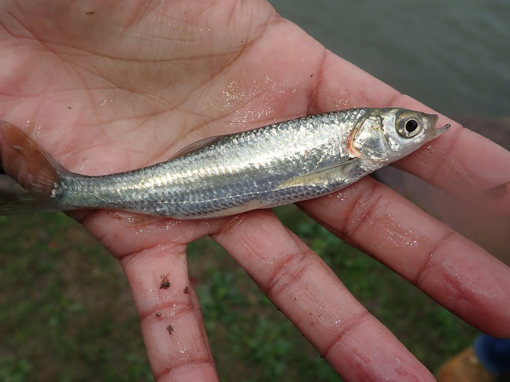 台湾 カワイワシ 釣り 採集