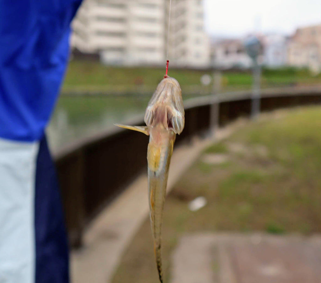 釣り上げたハゼ