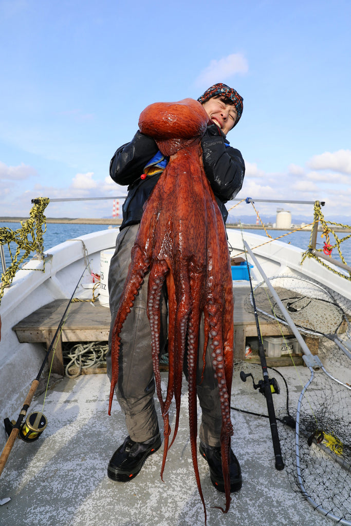 ミズダコを釣って食べる。秋田県の巨大ミズダコ