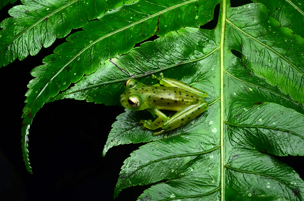 グラスフロッグをコスタリカのジャングルで探す。エメラルドグラスフロッグEmerald glass frog（Espadarana prosoblepon）