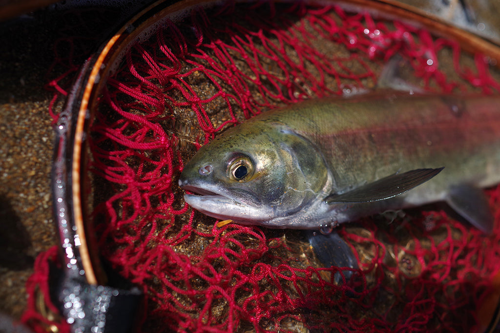 屈斜路湖で婚姻色のヒメマスを釣る。湯の湖で釣れたヒメマス。別日に栃木県湯の湖で釣れた個体(メス)