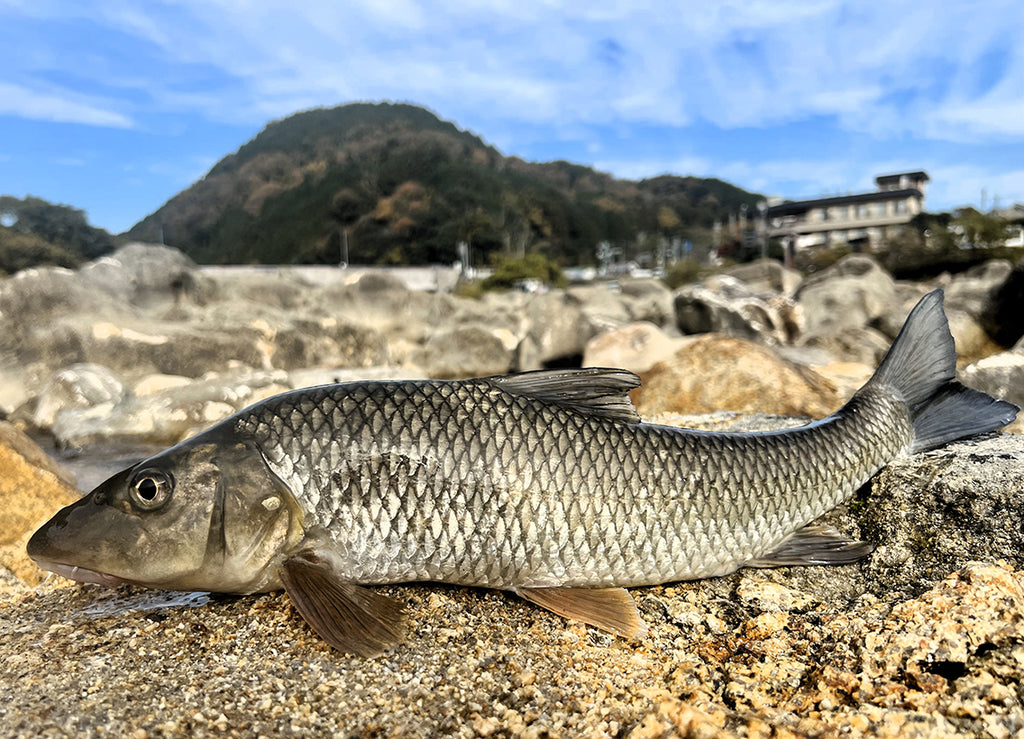 多摩川・那珂川 日本の固有種　清流で釣れたニゴイ