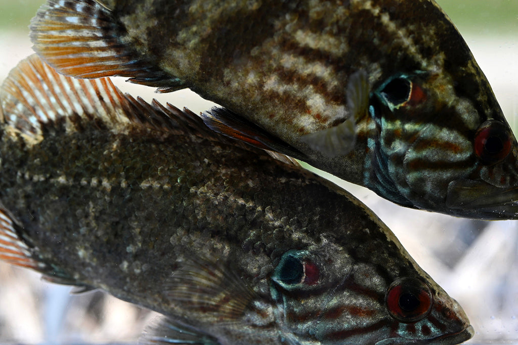 コウライオヤニラミを釣って食べる 宮崎県 Brecol