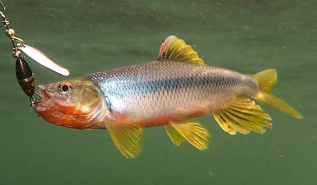 ルアーで釣れたカワムツ