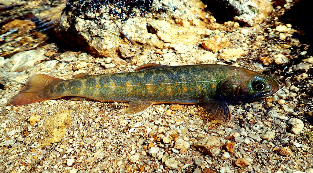 緑岩魚 ヤマトイワナ 特殊パーマーク