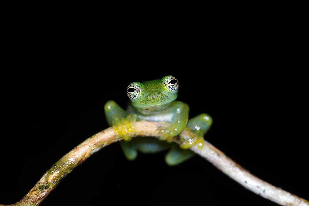 グラスフロッグをコスタリカのジャングルで探す。ドワーフグラスフロッグ。Dwarf glass frog (Teratohyla spinosa)