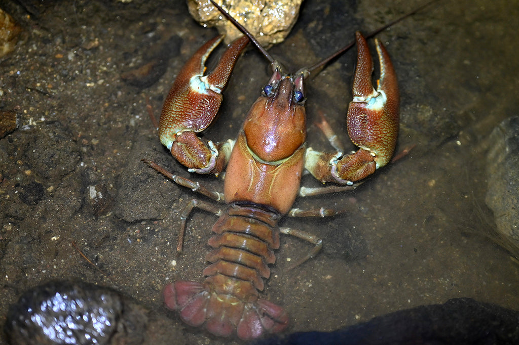 ウチダザリガニを捕まえよう