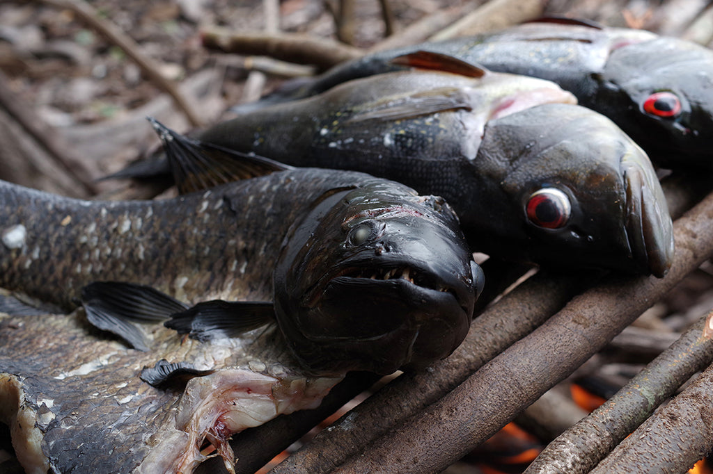 ピーコックバス・トゥクナレ･アスーを釣る。アマゾンの魚をアウトドアで食べる。