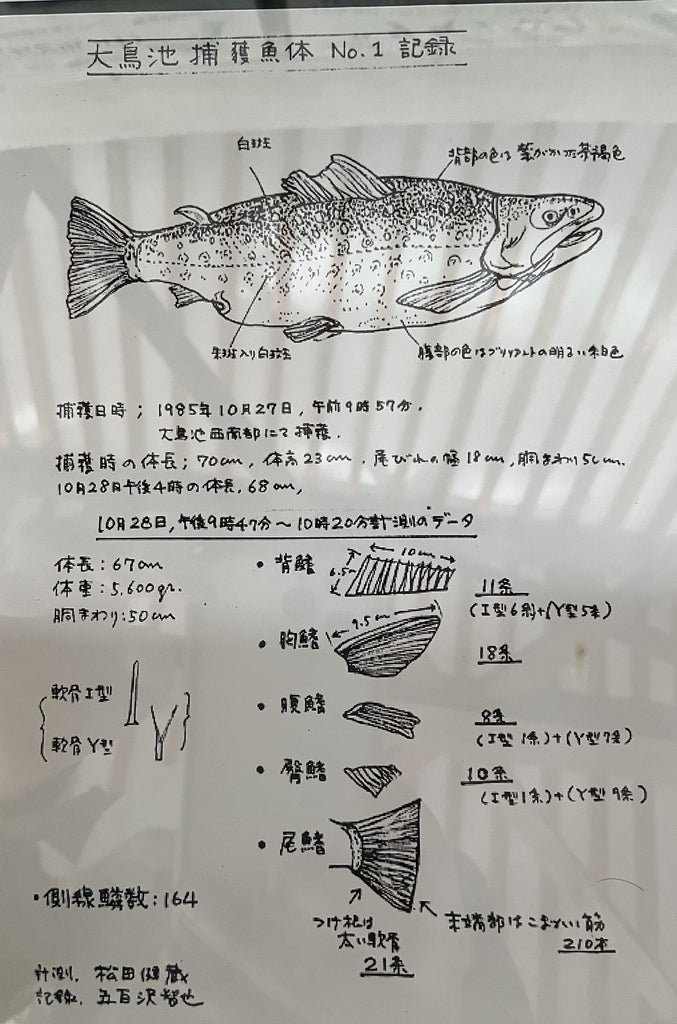 %OFF! タキタロウ フェイスタオル 幻の巨大魚 山形県朝日村 大鳥池