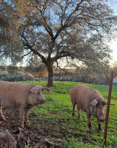 cerdos ibericos de bellota en libertad