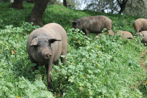 cerdo iberico de bellota diferencia cerdo de cebo