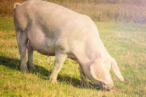 cerdo raza blanca