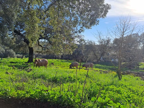 cerdos ibericos dehesa