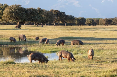 Cerdos libres en la dehesa