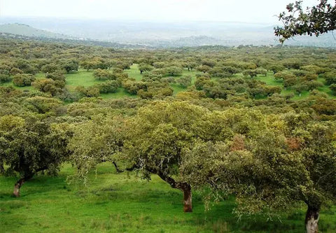 dehesa andalucia