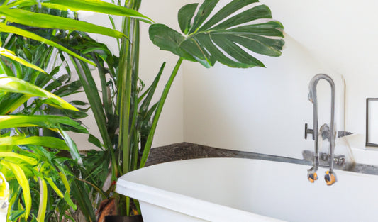 SMPLY. Blog | Consejos de como cuidar tus plantas de interior – SMPLY PLANTS