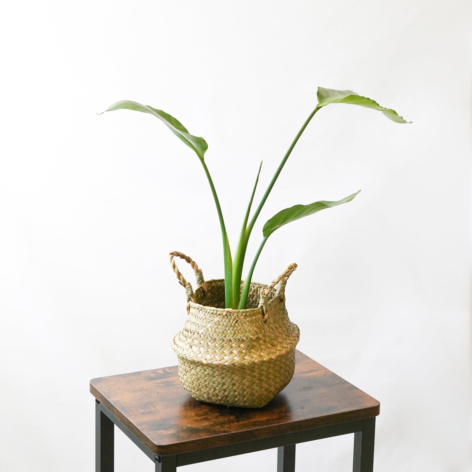 SMPLY | Ave del Paraíso | Compra plantas de interior online – SMPLY PLANTS