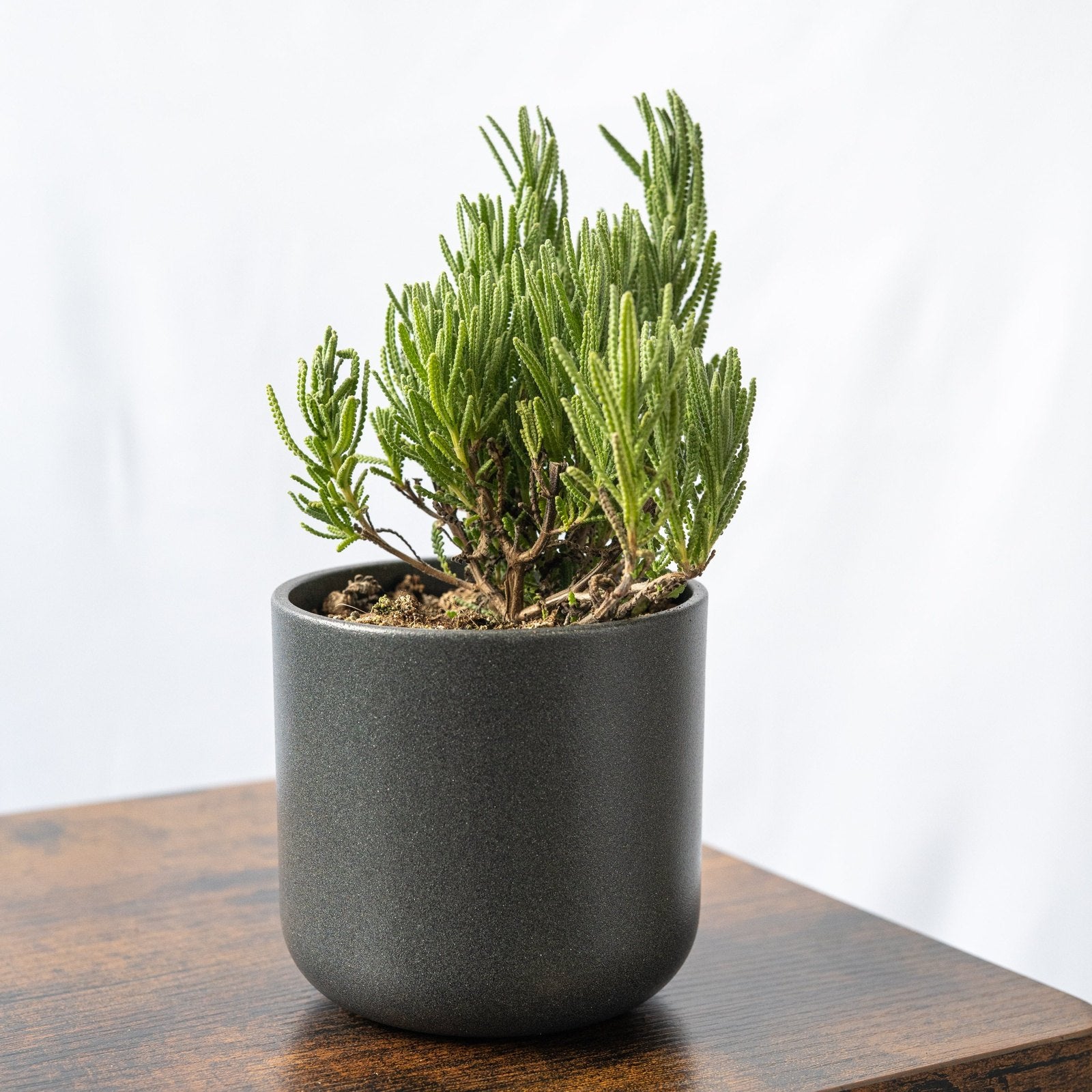 SMPLY | Lavanda | Compra plantas de interior online – SMPLY PLANTS