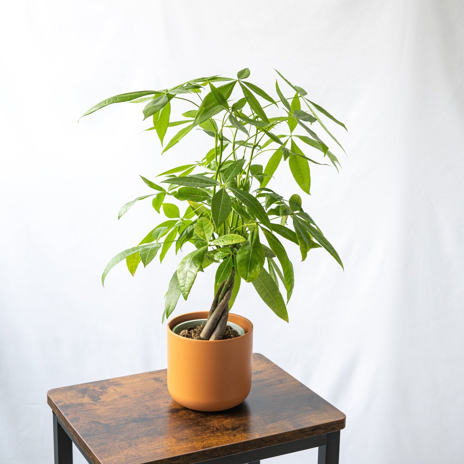 SMPLY | Pachira Aquatica | Compra plantas de interior online – SMPLY PLANTS