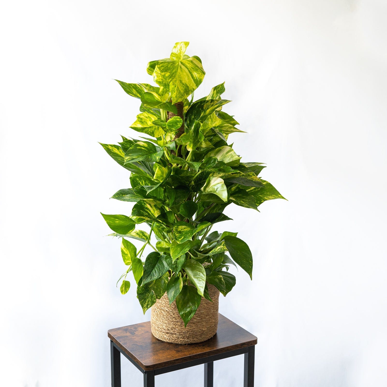 SMPLY | Pothos con Tutor | Compra plantas de interior online – SMPLY PLANTS