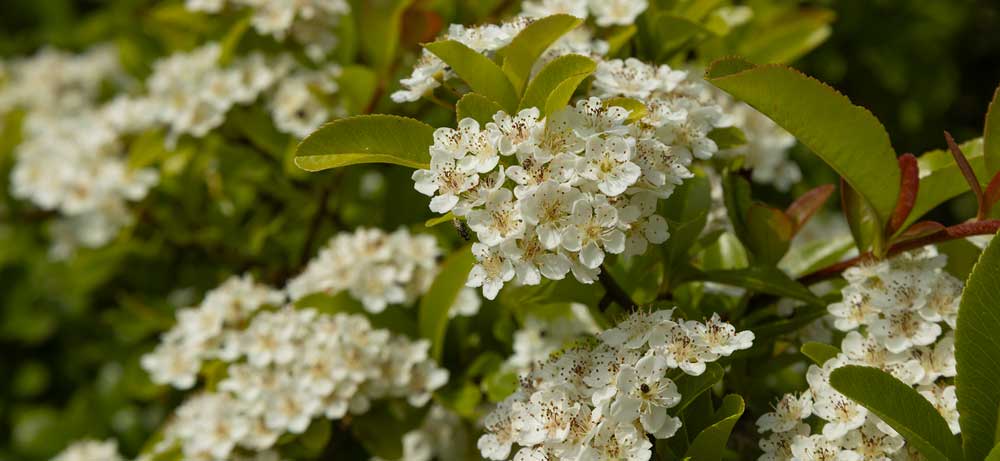 Pyracantha