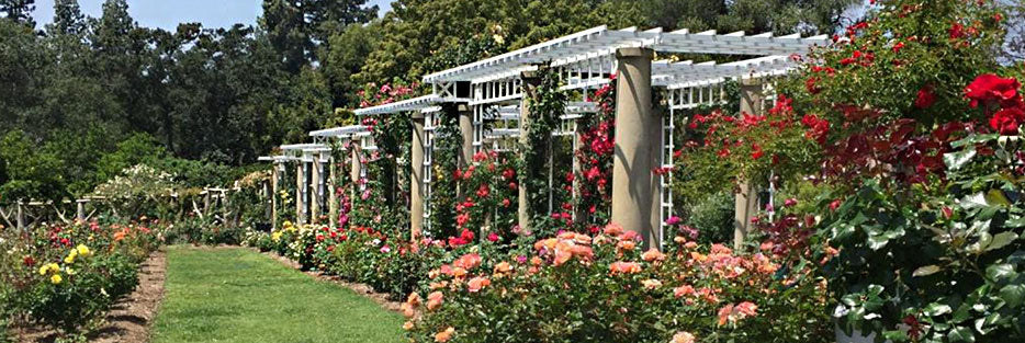 The Huntington Rose Garden, Southern California