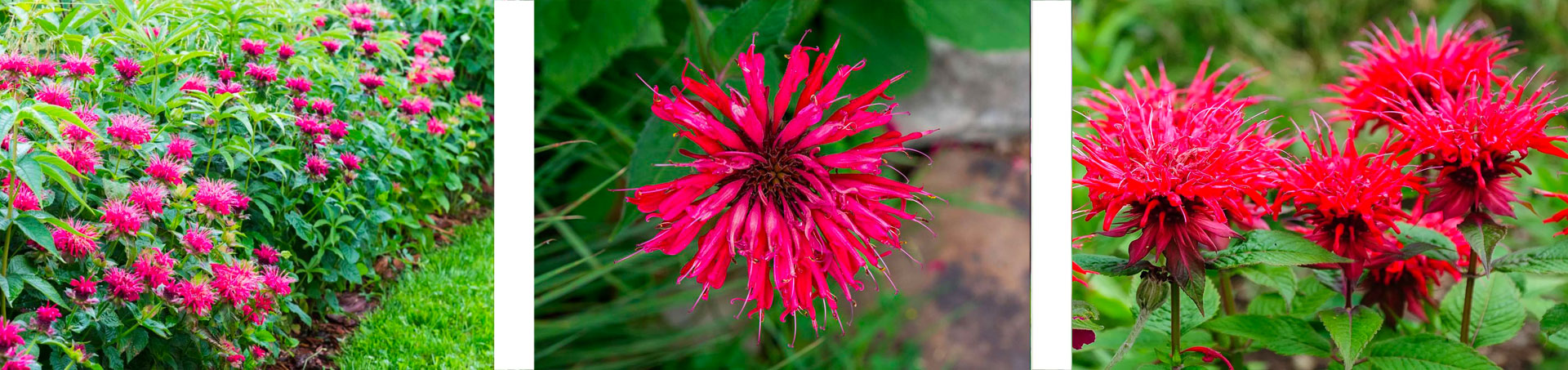 monarda