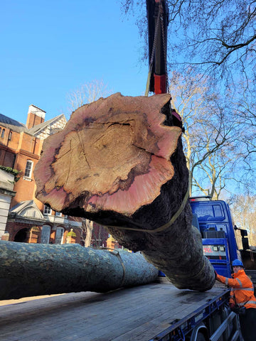 Felled London plane tree with basal rot