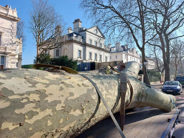 Felled London plane tree with French embassy in background