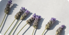 French Lavender