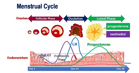 How Your Menstrual Cycle Works: A Quick Glance at the 28-Day Cycle