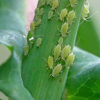 Aphids