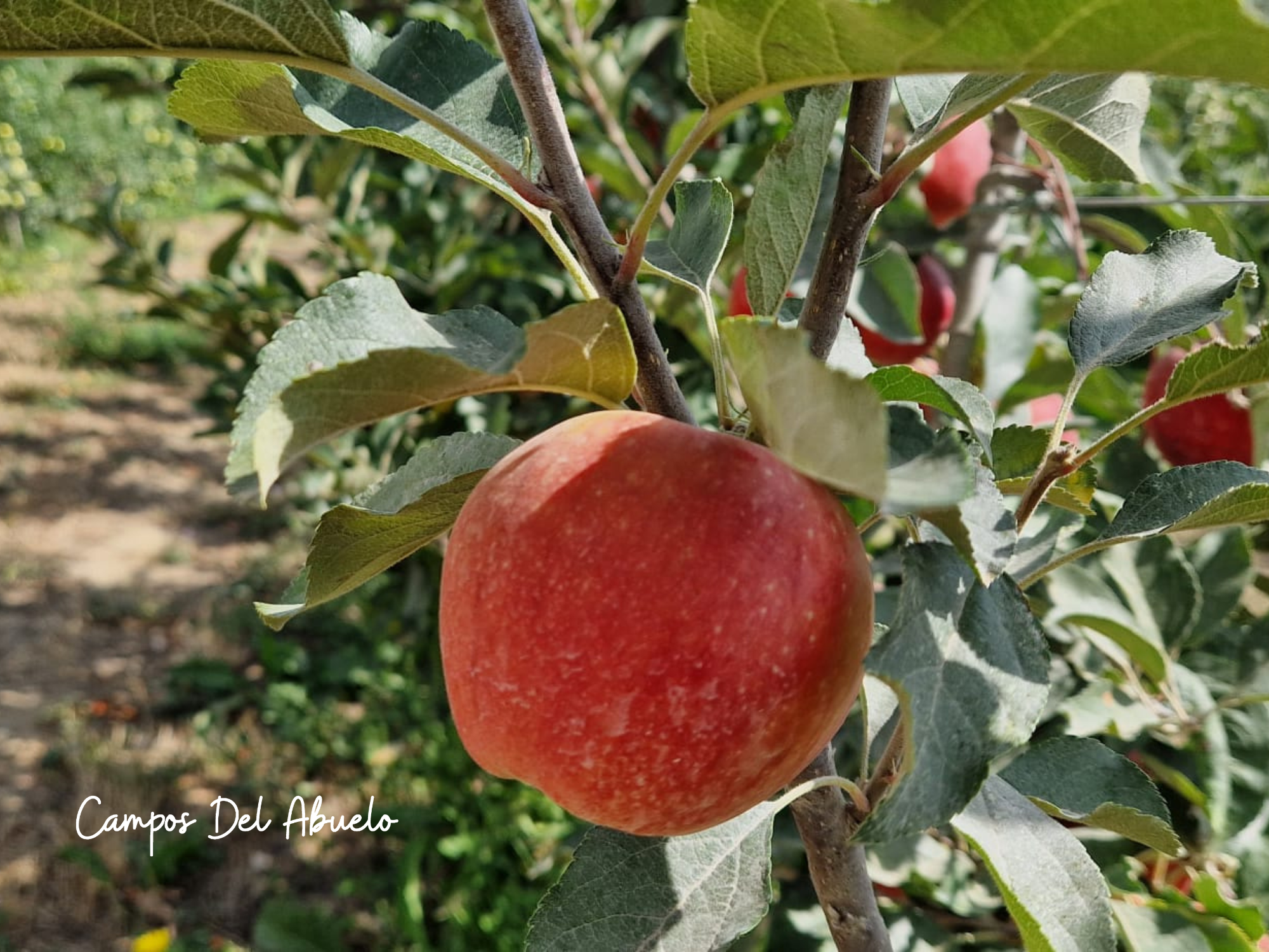 Manzana lista para ser cosechada