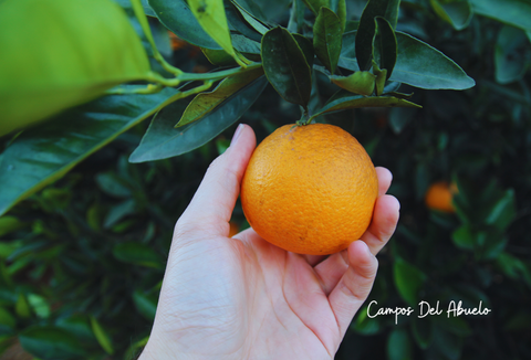 Una naranja lista para ser cosechada y enviada a tu hogar