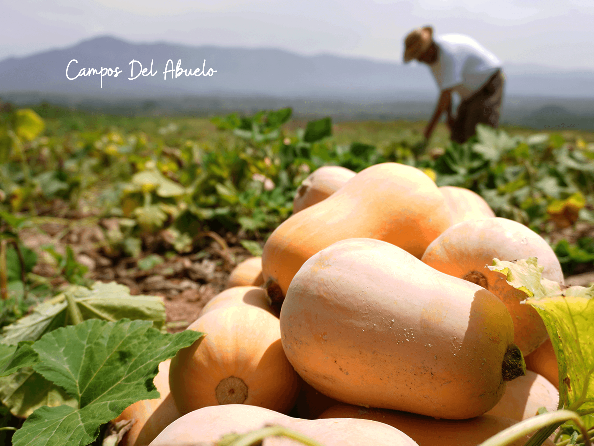 Zapallos orgánicos y de fondo su agricultor | Campos del Abuelo