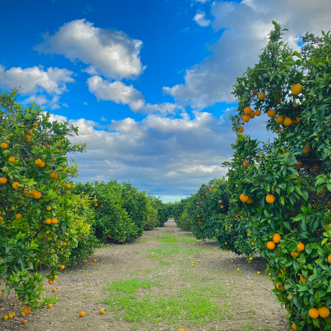 Valencian orange field-Campos Del Abuelo