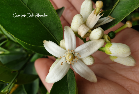 La bella y delicada flor del azahar