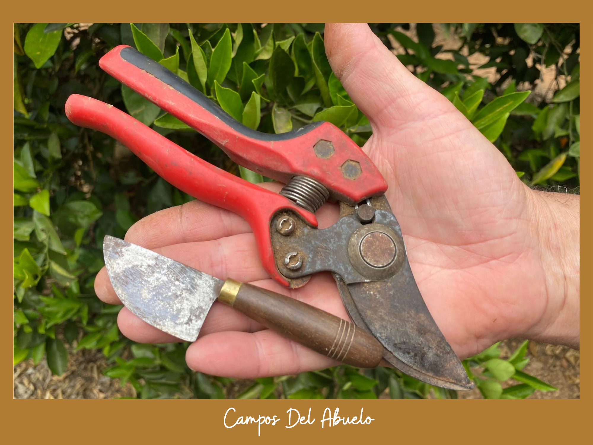 Some tools for grafting | Campos del Abuelo