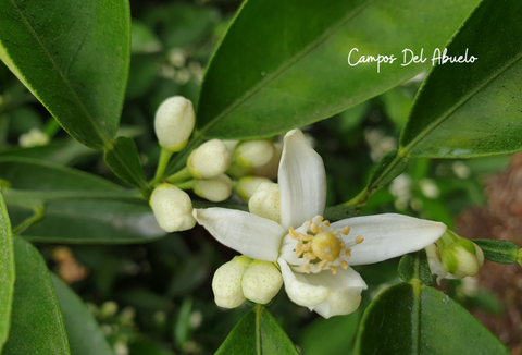 La floración es parte del ciclo del árbol de naranjas