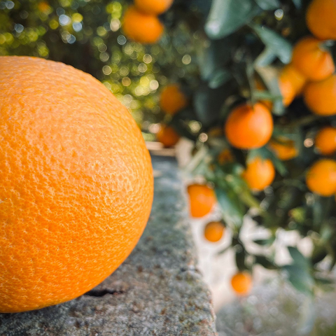 Naranja Lane tard - Campos del Abuelo