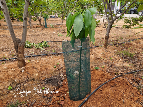 El aguacate recién plantado y su malla de protección alrededor