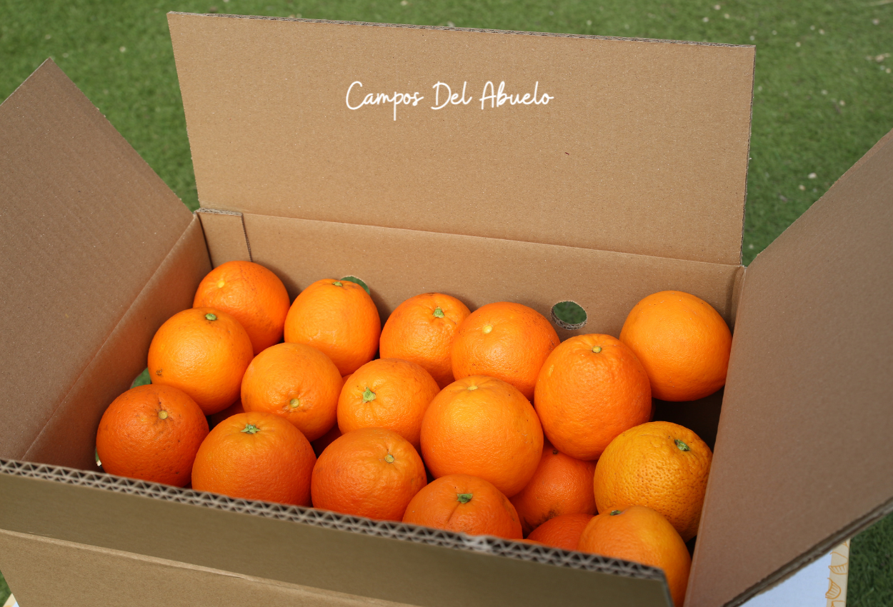 Naranjas de Campos del Abuelo recién recolectadas