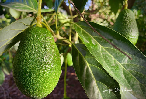 En España se cultivan más de 18.000 hectáreas de aguacate