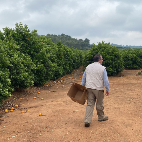 fruta sin productos conservantes